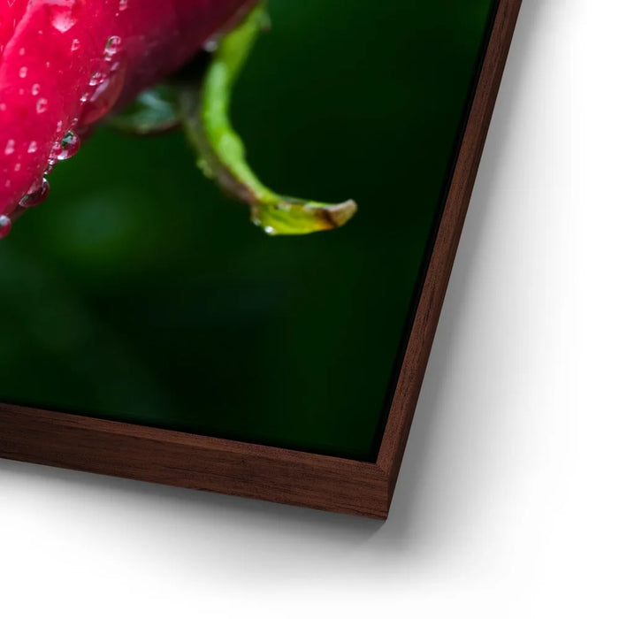 Featured image 14 for Red Dragon