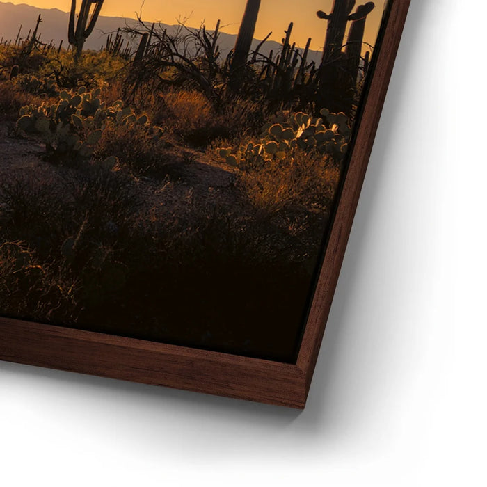 Featured image 14 for Saguaro Sunrise - Tucson, Arizona