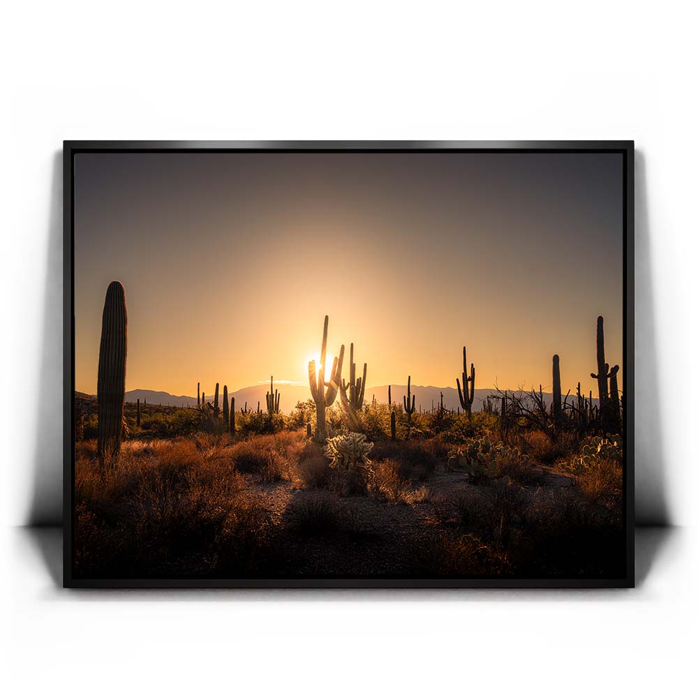 Saguaro Sunrise - Tucson, Arizona