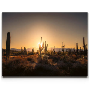 Saguaro Sunrise - Tucson, Arizona