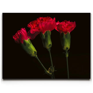 Scarlet Blooms