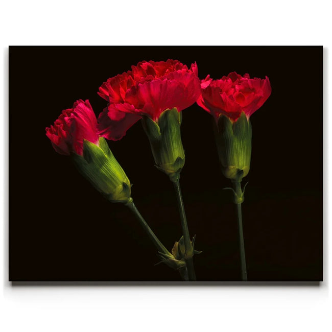 Featured image 1 for Scarlet Blooms