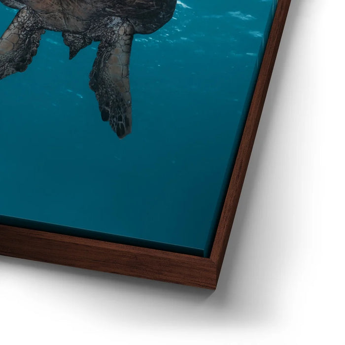 Featured image 14 for Sea Turtle In The Blue, Maui