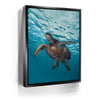 Featured image 5 for Sea Turtle In The Blue, Maui