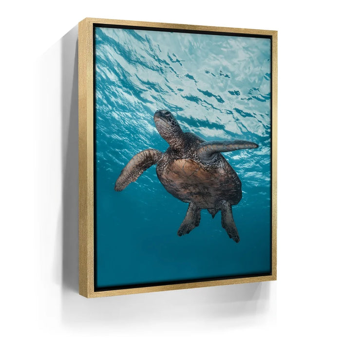 Featured image 7 for Sea Turtle In The Blue, Maui