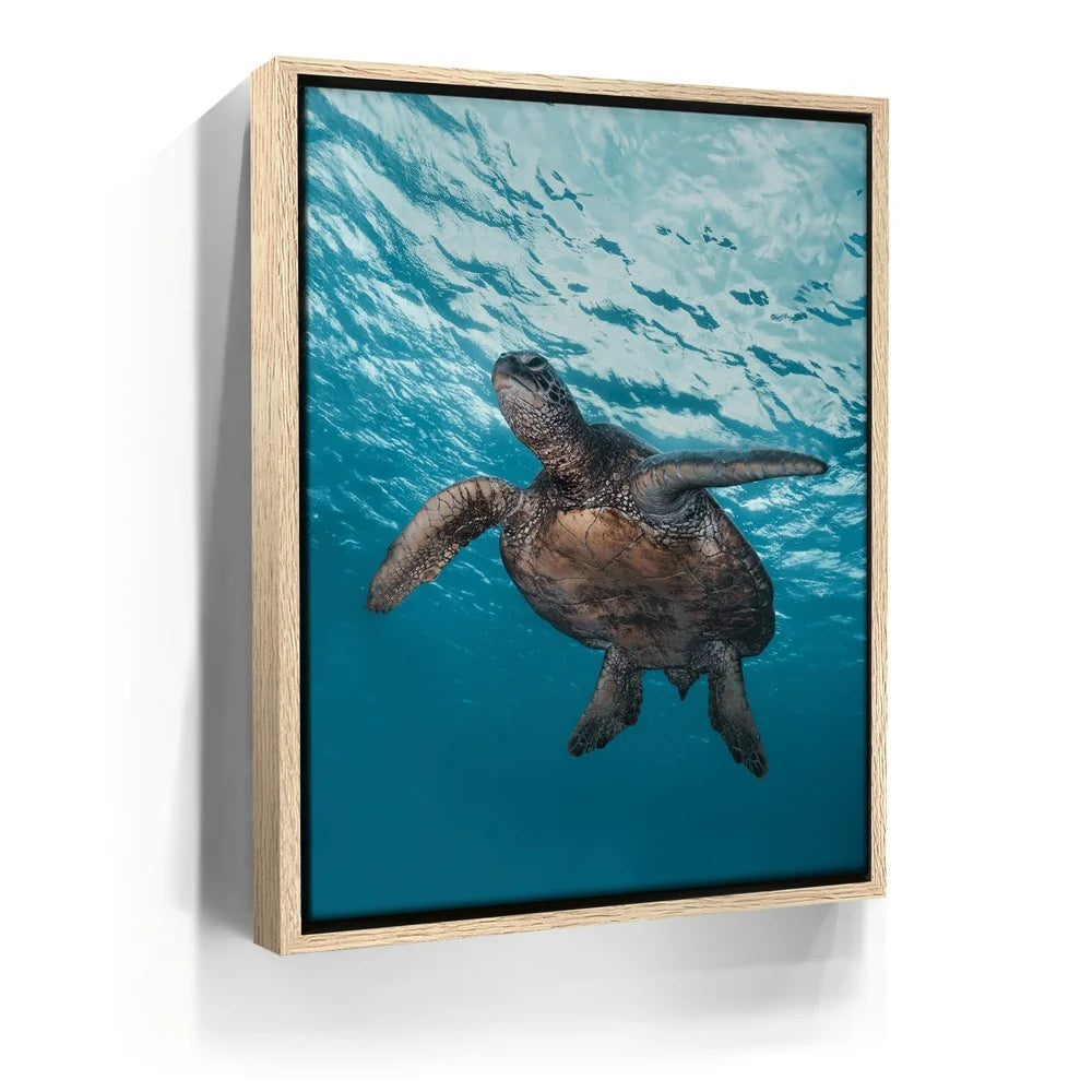 Featured image 9 for Sea Turtle In The Blue, Maui