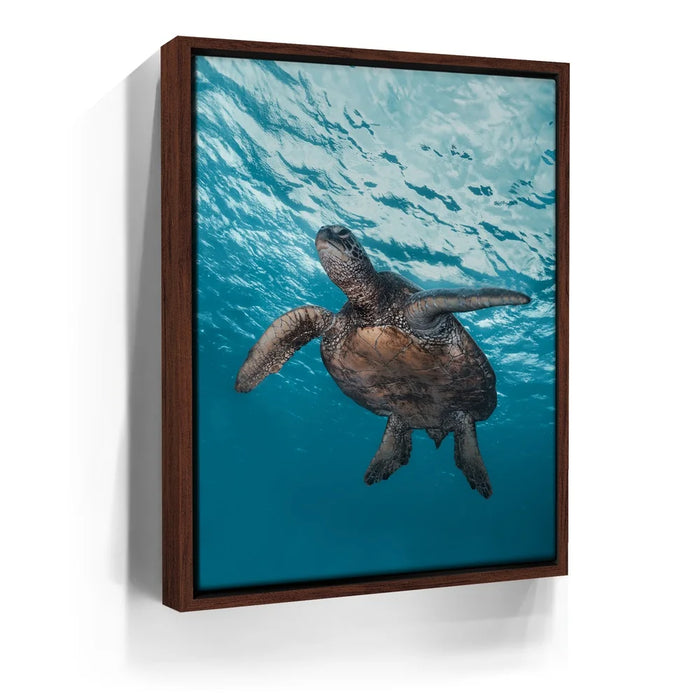 Featured image 10 for Sea Turtle In The Blue, Maui