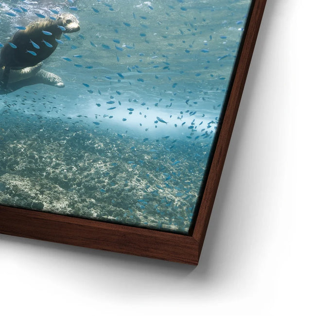 Featured image 15 for Sea Lion Fam - La Ventana - Mexico