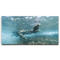 Featured image 1 for Sea Lion Fam - La Ventana - Mexico