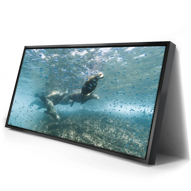 Featured image 2 for Sea Lion Fam - La Ventana - Mexico