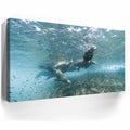 Thumbnail image 3 for Sea Lion Fam - La Ventana - Mexico
