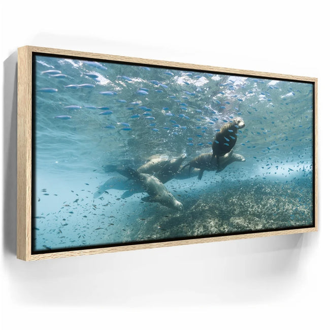 Featured image 10 for Sea Lion Fam - La Ventana - Mexico