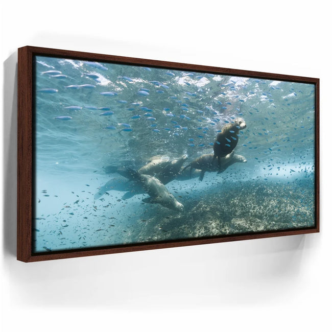Featured image 11 for Sea Lion Fam - La Ventana - Mexico