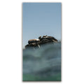 Featured image 1 for Sea Lions in the Sun - La Ventana - Mexico