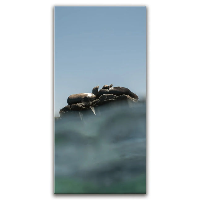 Featured image 1 for Sea Lions in the Sun - La Ventana - Mexico