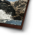 Thumbnail image 15 for Sea Lions Splash - La Ventana - Mexico