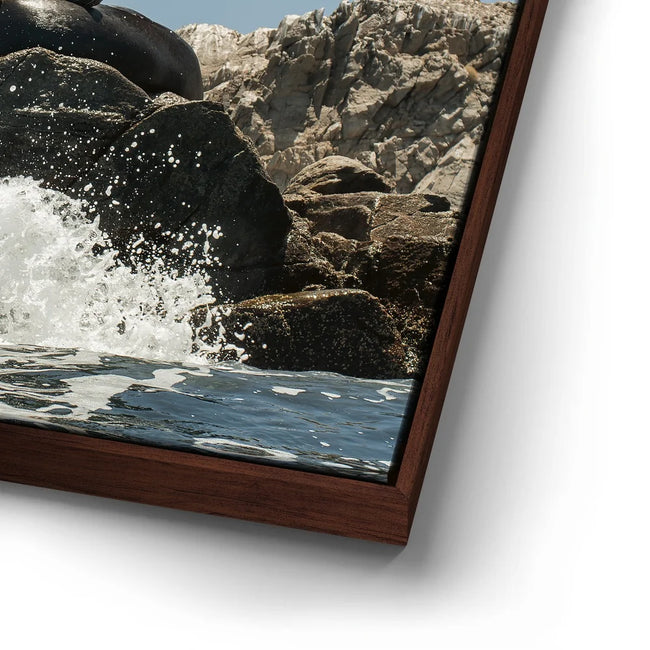 Featured image 15 for Sea Lions Splash - La Ventana - Mexico