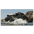 Featured image 1 for Sea Lions Splash - La Ventana - Mexico