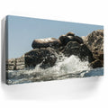 Thumbnail image 3 for Sea Lions Splash - La Ventana - Mexico