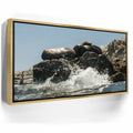 Featured image 8 for Sea Lions Splash - La Ventana - Mexico