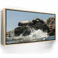Featured image 10 for Sea Lions Splash - La Ventana - Mexico