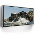 Featured image 9 for Sea Lions Splash - La Ventana - Mexico