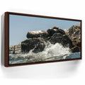 Featured image 11 for Sea Lions Splash - La Ventana - Mexico