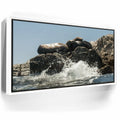 Featured image 7 for Sea Lions Splash - La Ventana - Mexico