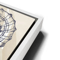 Thumbnail image 13 for Seashells
