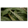 Featured image 1 for Serene Drops on Green-Oahu, HI