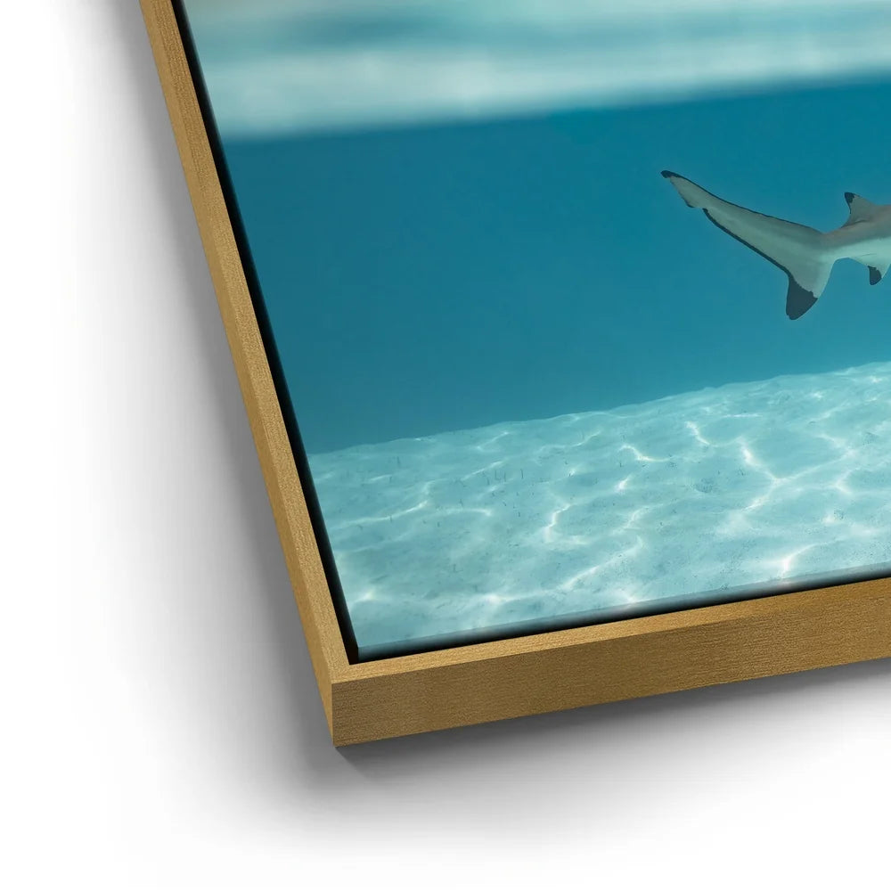 Featured image 12 for Shark Cruising - Tahiti
