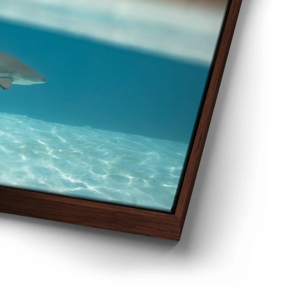 Featured image 14 for Shark Cruising - Tahiti