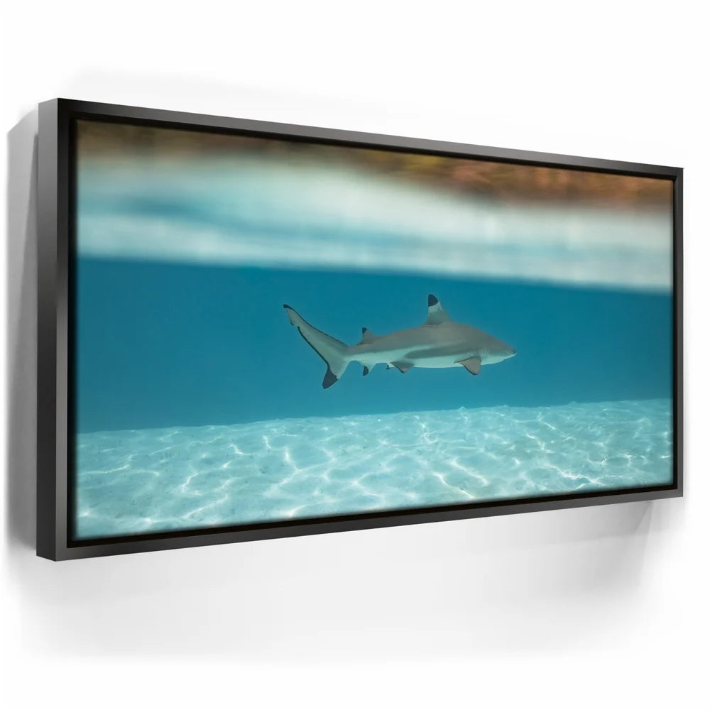 Featured image 5 for Shark Cruising - Tahiti