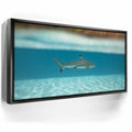 Featured image 5 for Shark Cruising - Tahiti