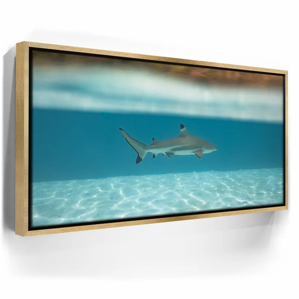Featured image 7 for Shark Cruising - Tahiti