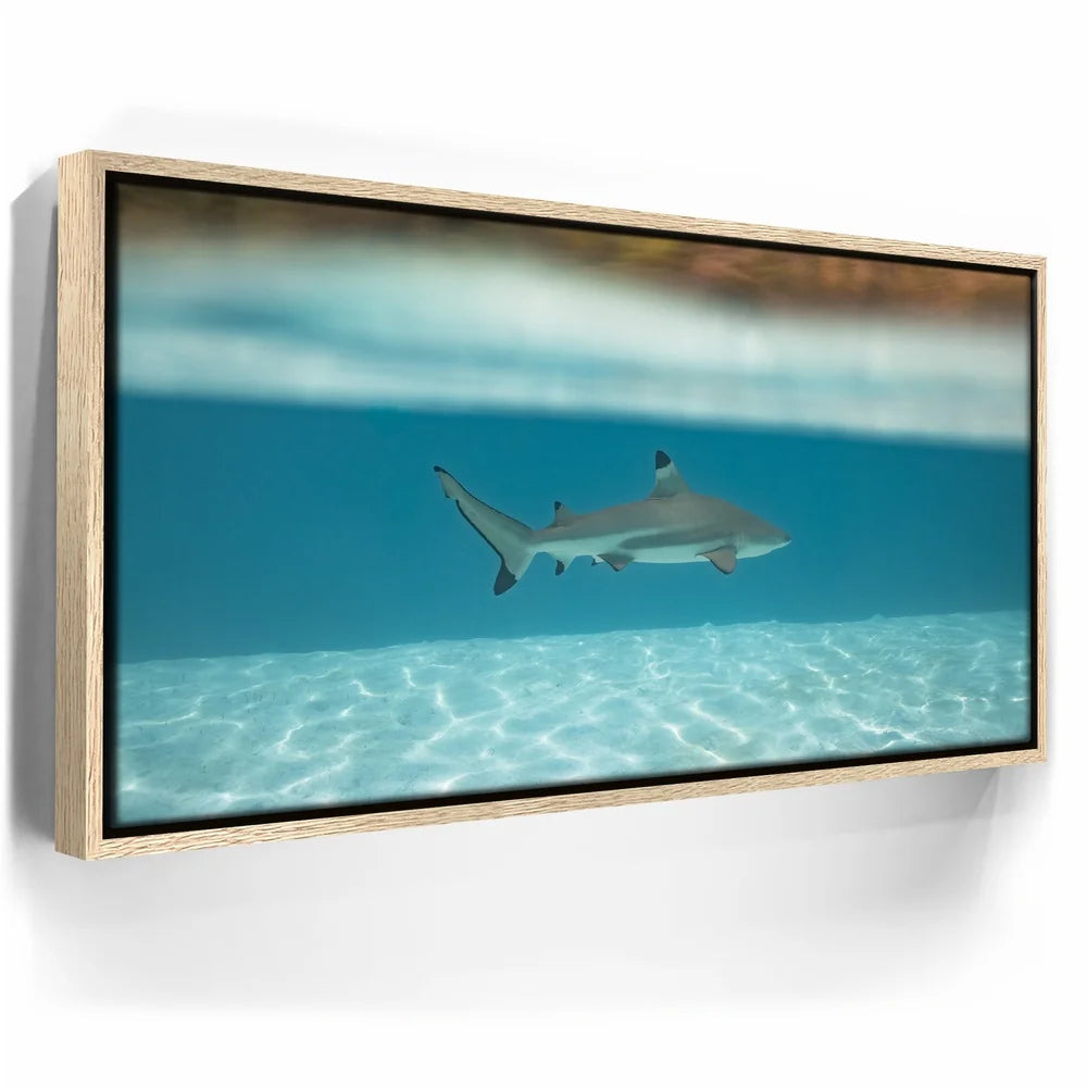 Featured image 9 for Shark Cruising - Tahiti