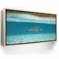Featured image 9 for Shark Cruising - Tahiti