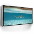 Featured image 8 for Shark Cruising - Tahiti