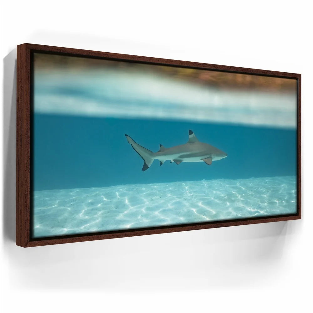 Featured image 10 for Shark Cruising - Tahiti