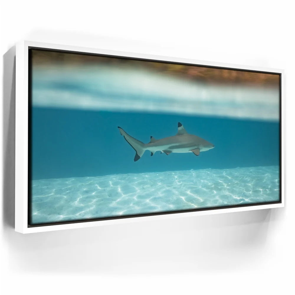 Featured image 6 for Shark Cruising - Tahiti