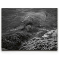 Featured image 1 for Shoreline Rest - Maui, HI