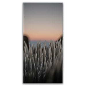 Silversword At Haleakala Volcano, Maui
