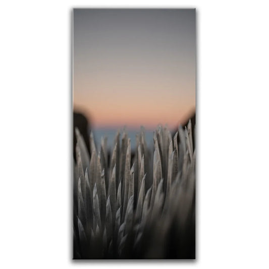 Silversword At Haleakala Volcano, Maui