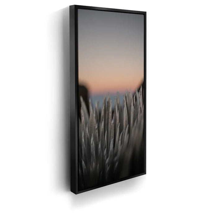 Featured image 5 for Silversword At Haleakala Volcano, Maui