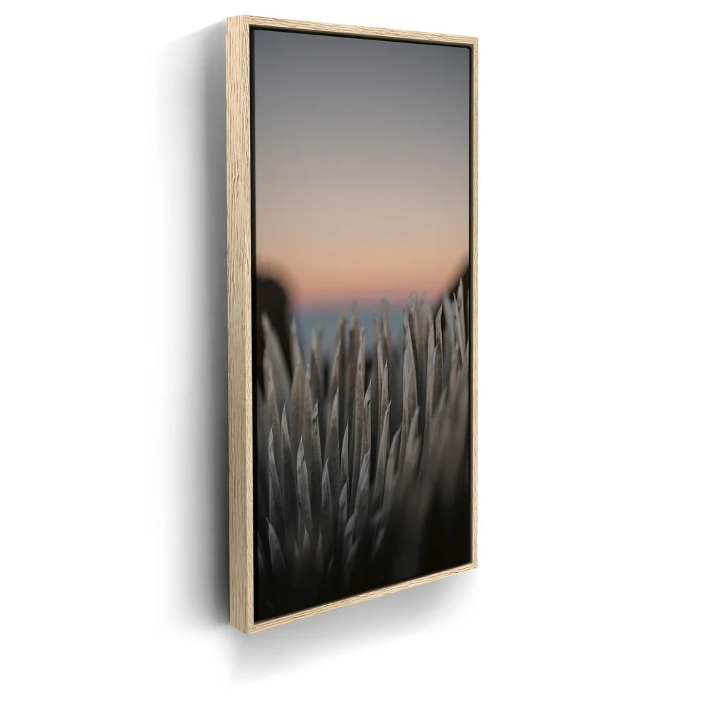Featured image 9 for Silversword At Haleakala Volcano, Maui