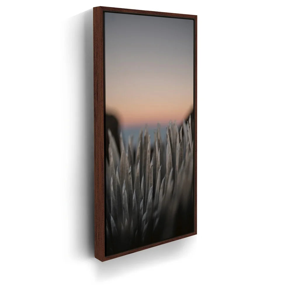 Featured image 10 for Silversword At Haleakala Volcano, Maui