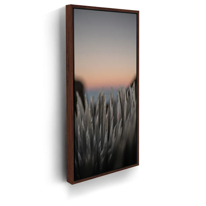 Featured image 10 for Silversword At Haleakala Volcano, Maui