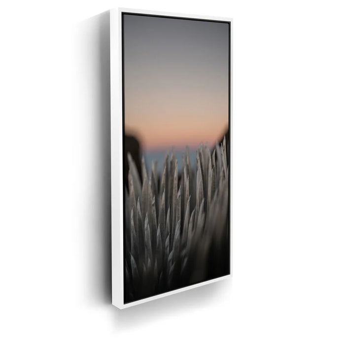 Featured image 6 for Silversword At Haleakala Volcano, Maui