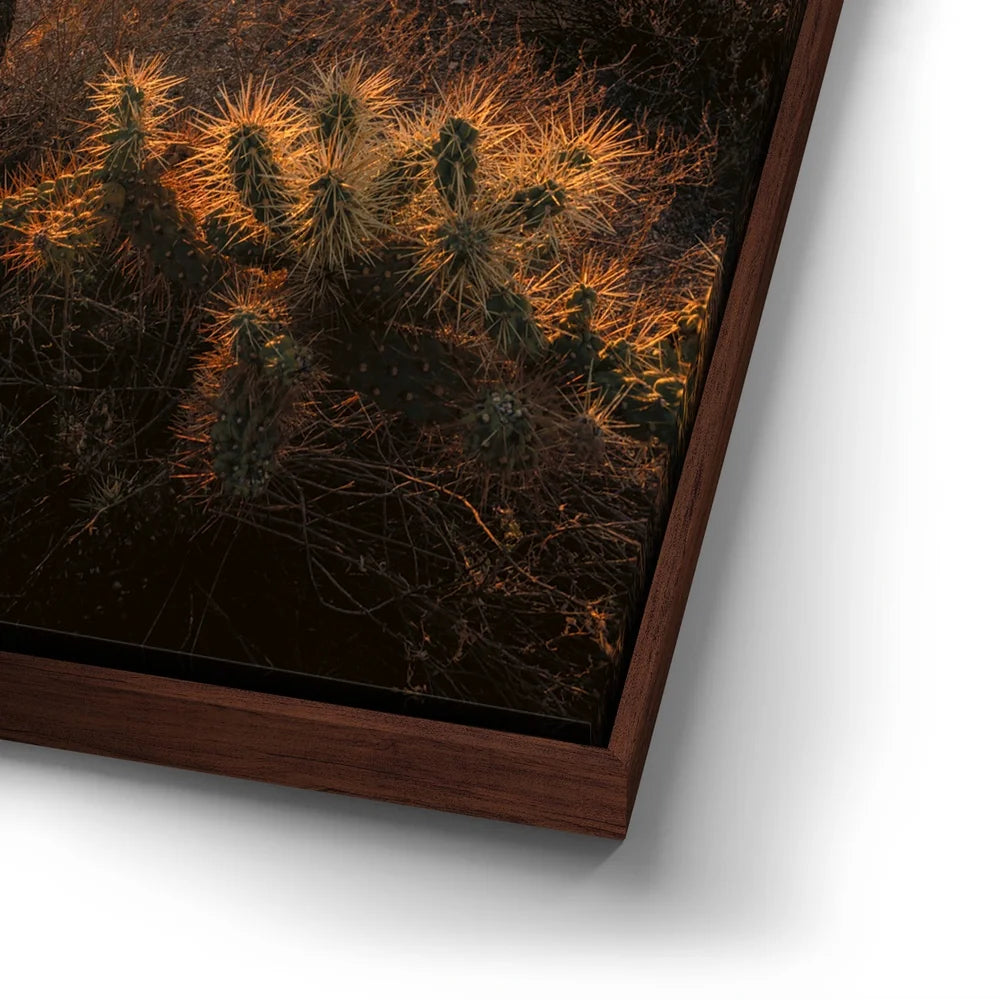 Featured image 14 for Sparkling Spikes - Tucson, Arizona I