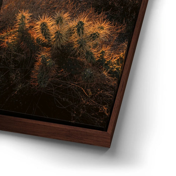 Featured image 14 for Sparkling Spikes - Tucson, Arizona I